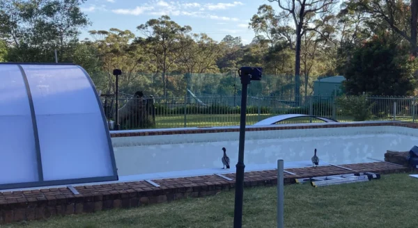 pool-enclosure-with-ducks-in-pool Backyard pool under maintenance with ducks near a telescopic pool enclosure